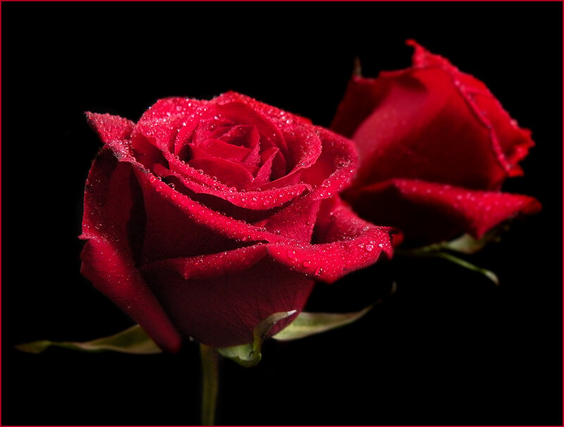 Red Roses with Water Droplets — Dramatic