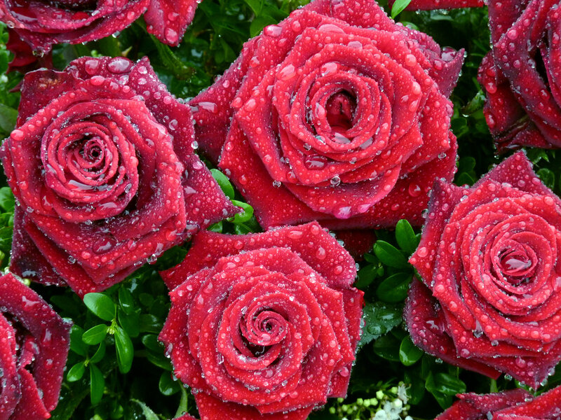 Red Roses with Water Droplets — Fresh
