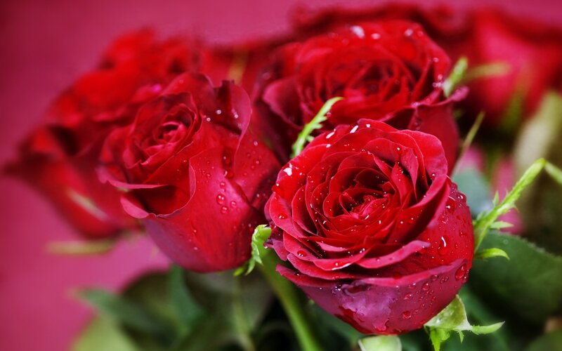 Red Roses with Water Droplets — Green Leaves