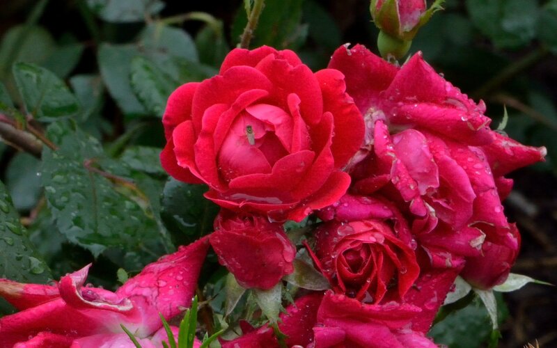 Red Roses with Water Droplets — Moist