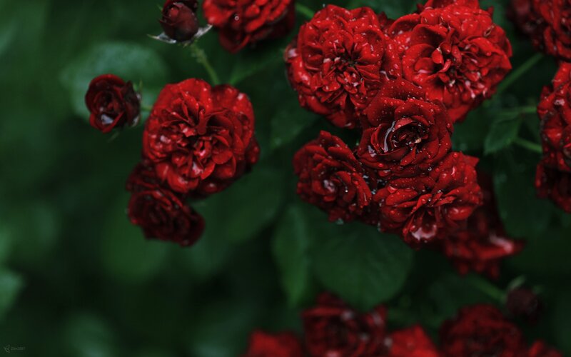 Red Roses with Water Droplets — Moody, Photograph, Flowers