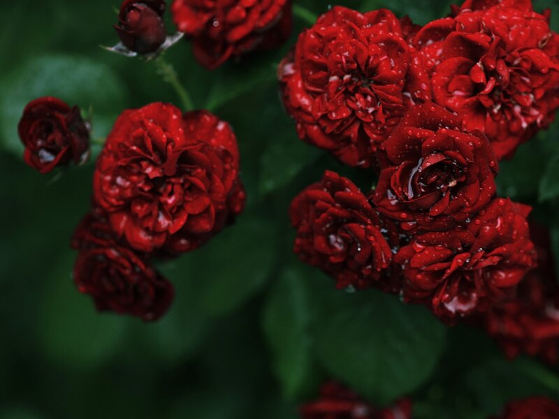 Red Roses with Water Droplets — Moody, Photograph