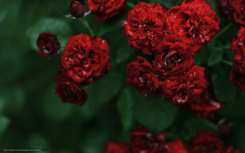 Red Roses with Water Droplets — Moody, Photograph, Water Droplets