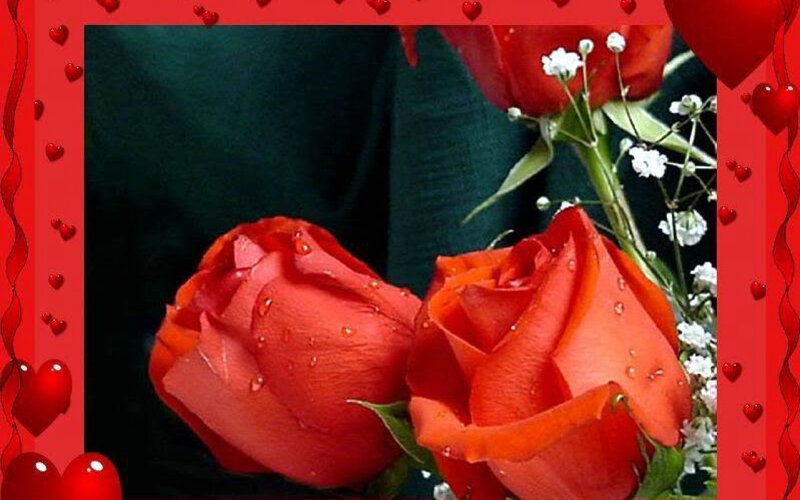 Red Roses with Water Droplets — Romantic, Photograph, Heart Border