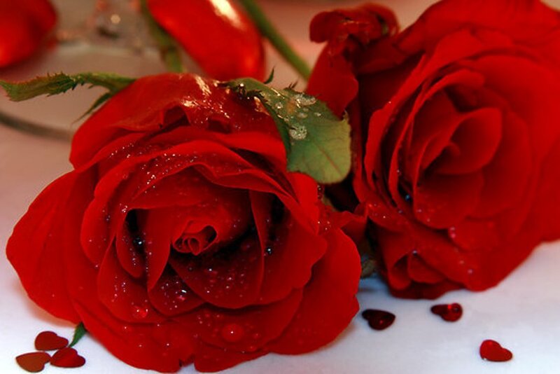 Red Roses with Water Droplets — Romantic, Photograph