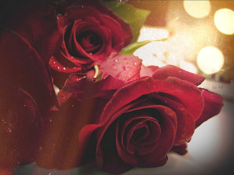 Red Roses with Water Droplets — Romantic, Photograph, Water Droplets