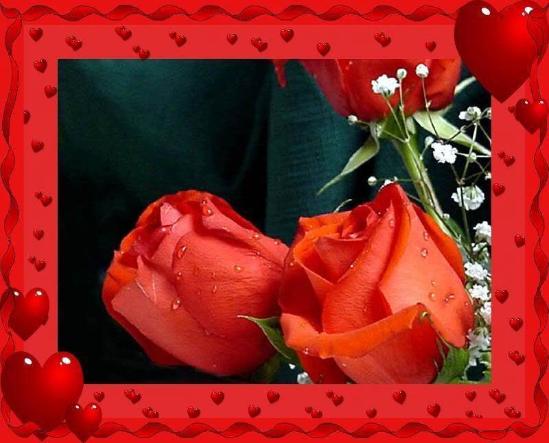 Red Roses with Water Droplets — Romantic