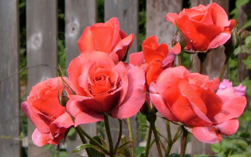 Red Roses with Water Droplets — Serene, Afternoon