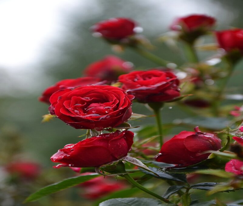 Red Roses with Water Droplets — Serene, Morning, Photograph