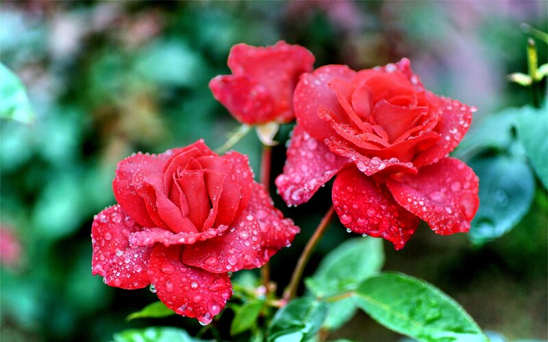 Red Roses with Water Droplets — Serene, Morning, Photograph, Water Droplets, Green Leaves
