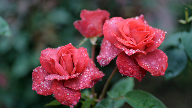 Red Roses with Water Droplets — Serene, Morning, Photograph, Water Droplets