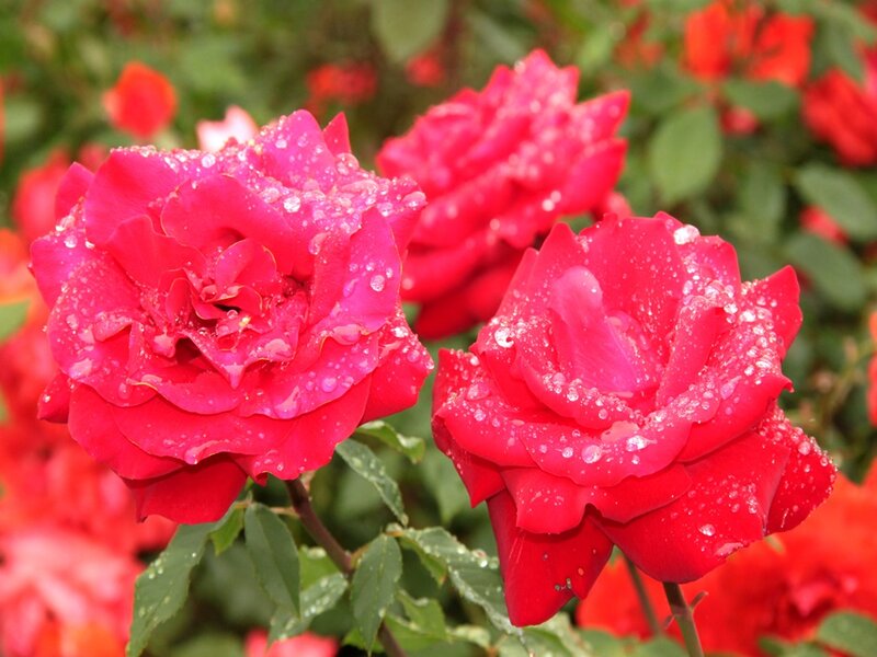 Red Roses with Water Droplets — Serene, Morning