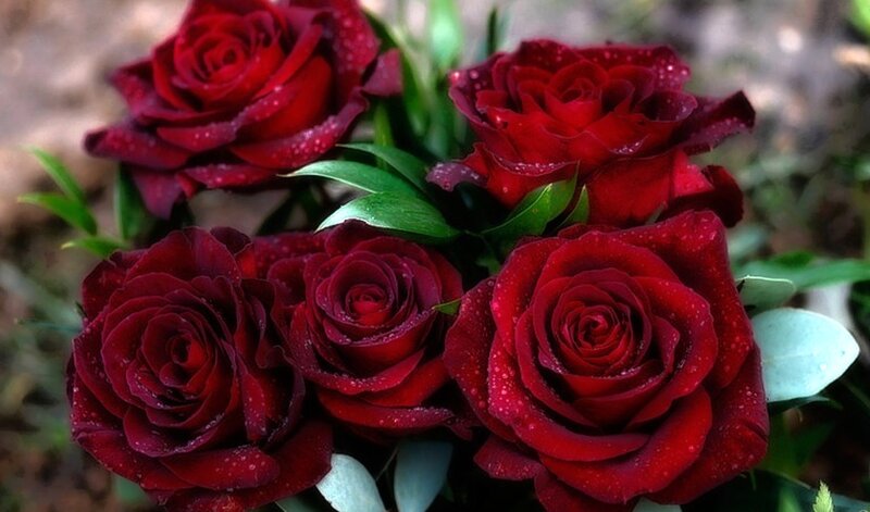 Red Roses with Water Droplets — Serene, Photograph, Green Leaves
