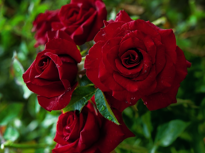 Red Roses with Water Droplets — Serene, Photograph