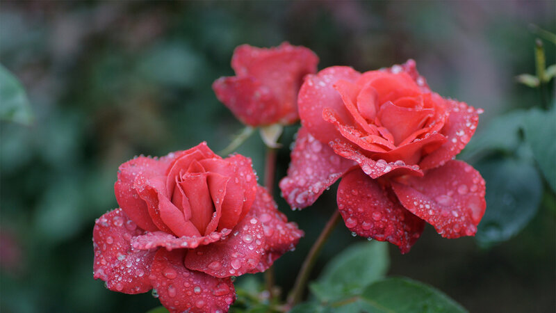 Red Roses with Water Droplets — Serene, Photograph, Water Droplets, Green Leaves