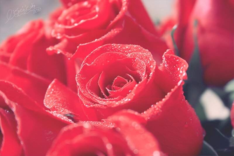 Red Roses with Water Droplets — Serene, Photograph, Water Droplets
