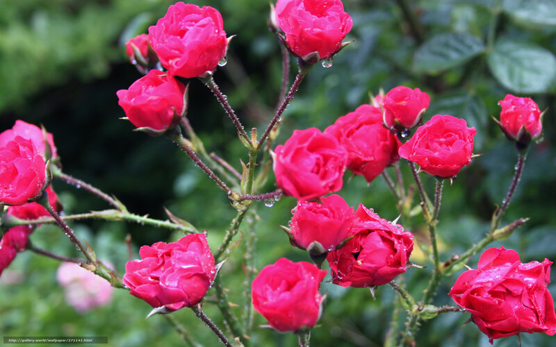 Red Roses with Water Droplets — Serene, Spring