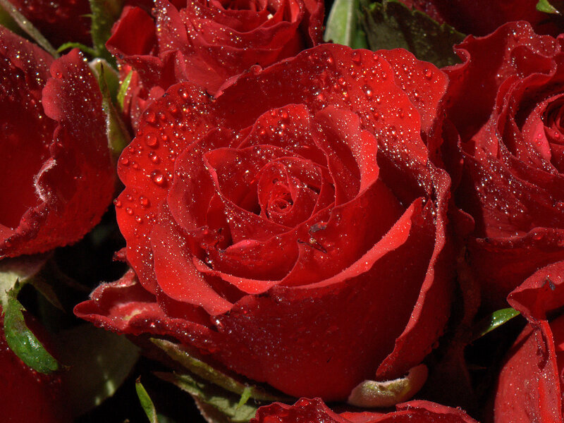 Red Roses with Water Droplets — Vibrant, Afternoon