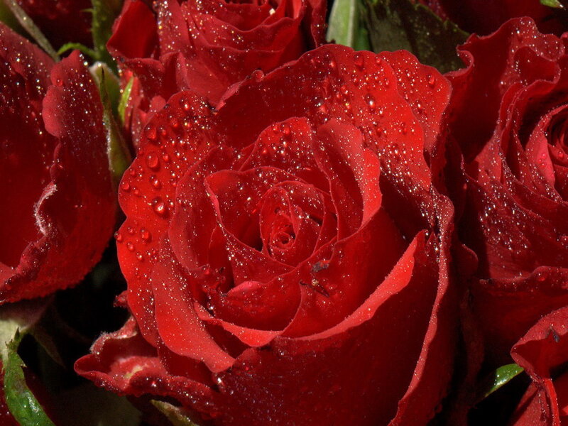 Red Roses with Water Droplets — Vibrant, Photograph