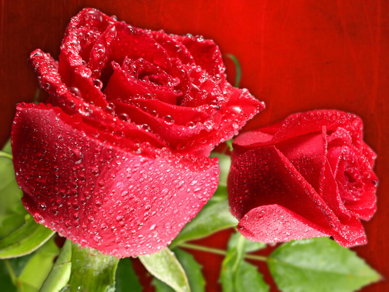 Red Roses with Water Droplets — Vibrant, Photograph, Water Droplets