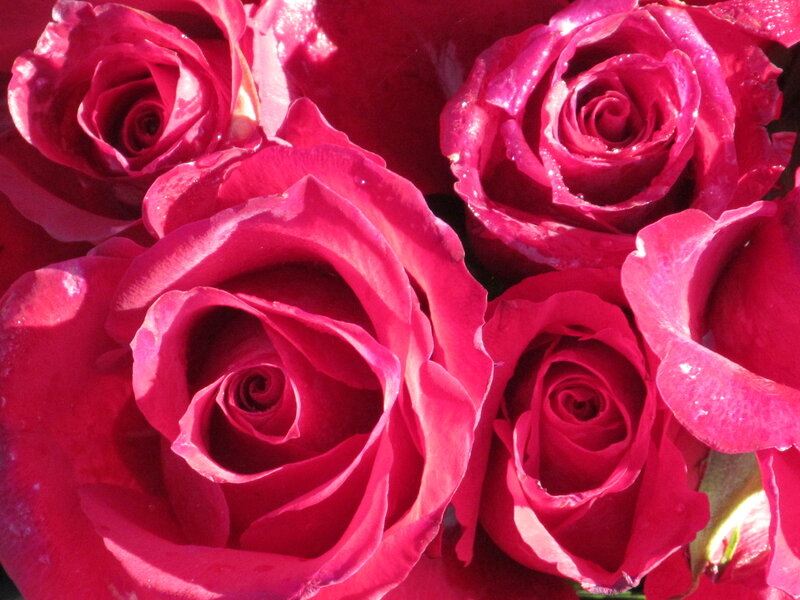 Red Roses with Water Droplets — Vibrant