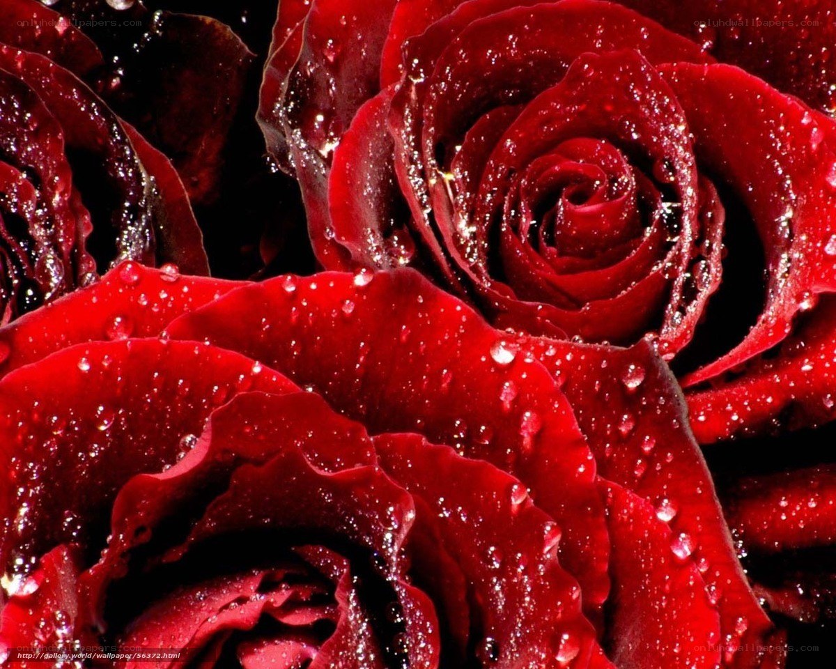Red roses with water droplets