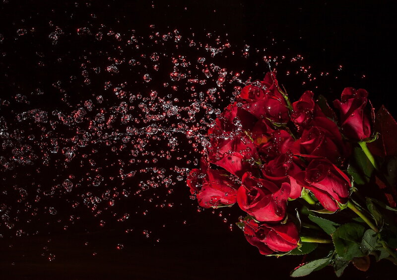 Red Roses with Water Splashes