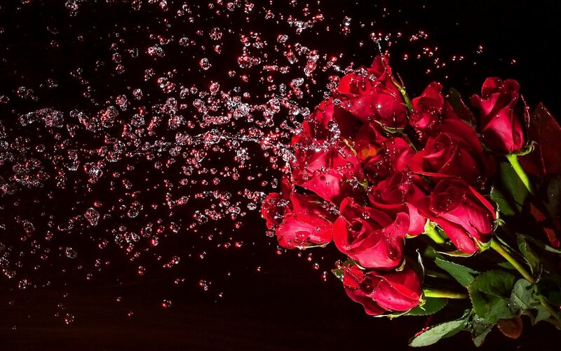 Red Roses with Water Splashing