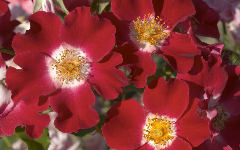 Red Roses with White Centers