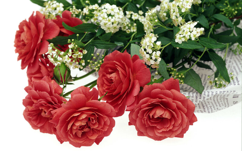 Red Roses with White Flowers — Calm