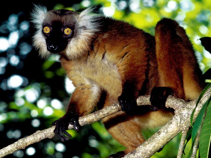 Red Ruffed Lemur — Brown, Alert
