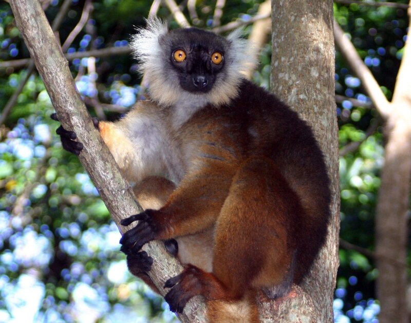 Red Ruffed Lemur — Brown