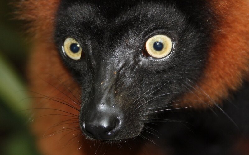 Red ruffed lemur close-up