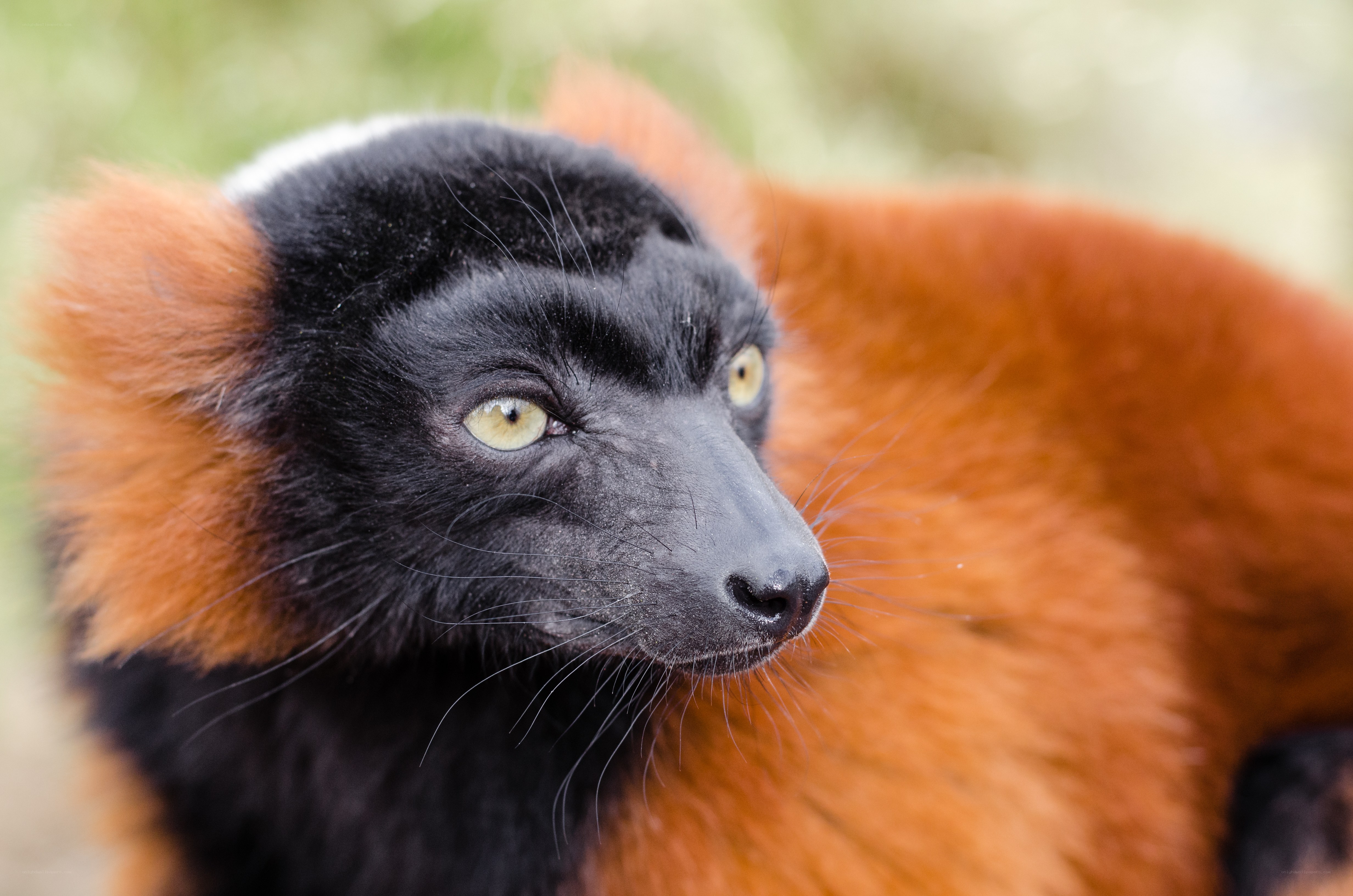 Red ruffed lemur portrait