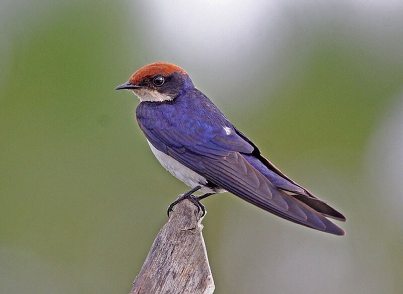 Red-rumped swallow perched
