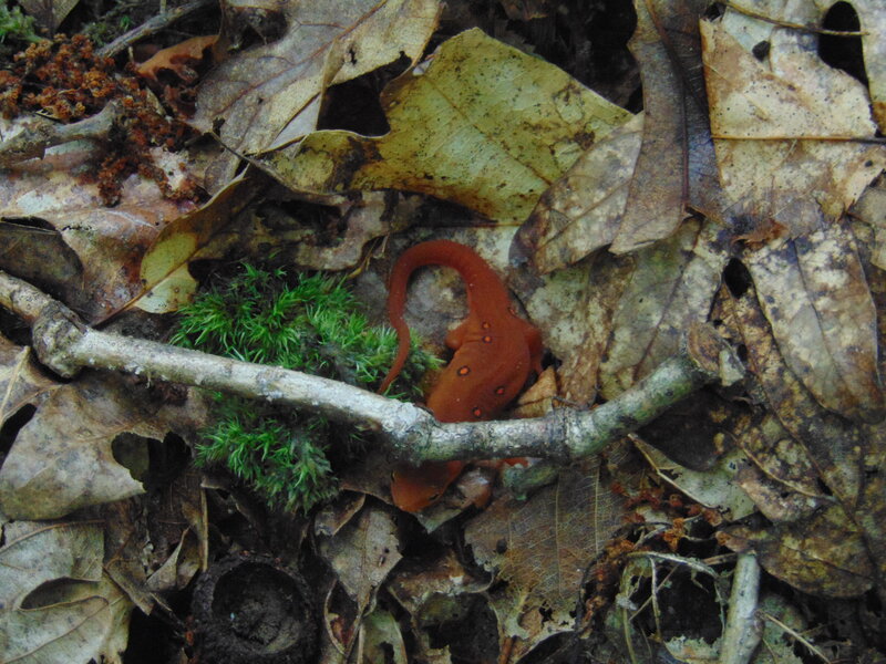 Red Salamander on Forest Floor