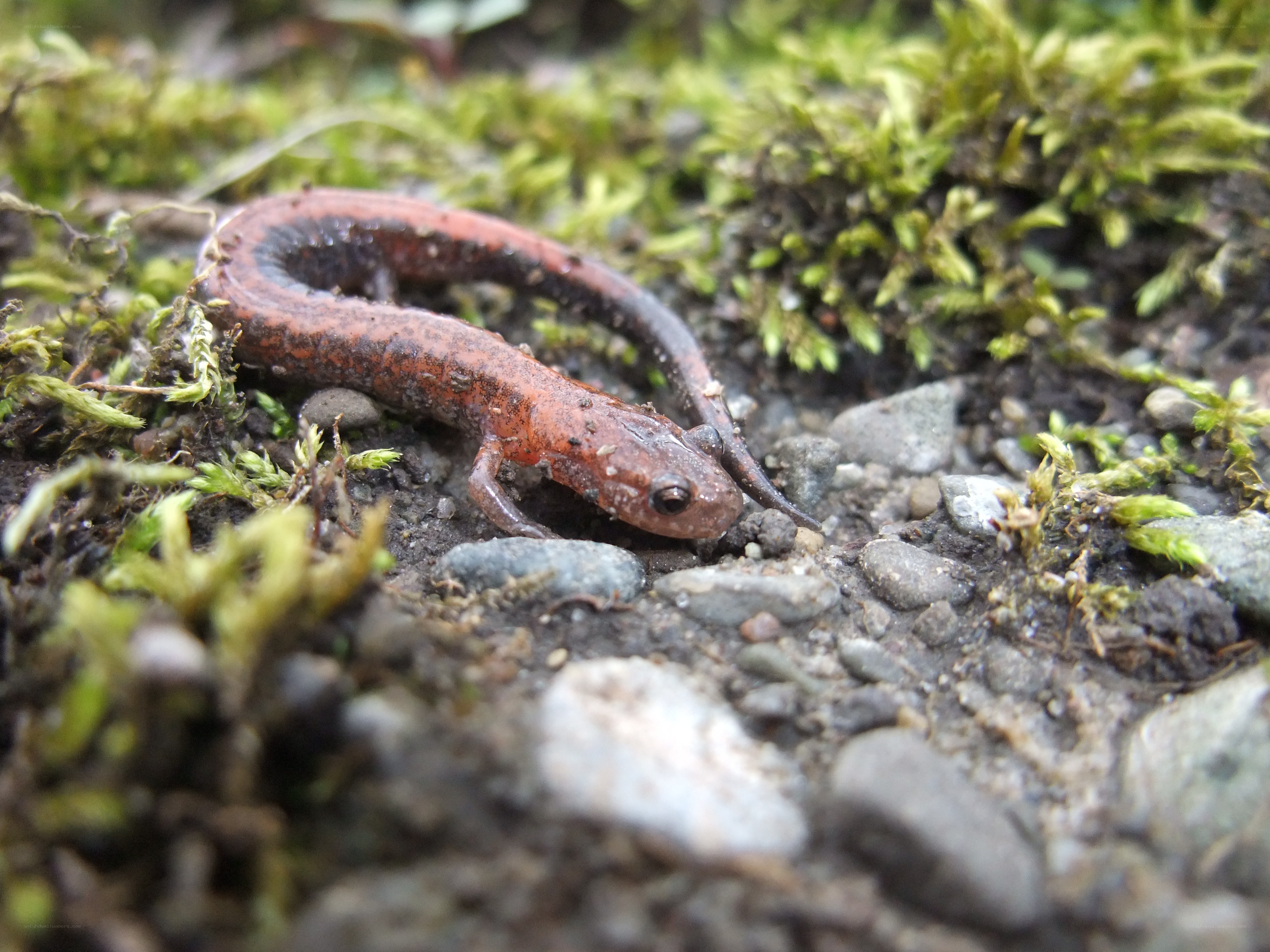 red salamander on mossy ground