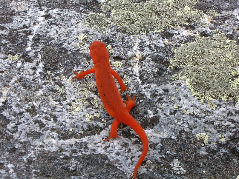 red salamander on rock