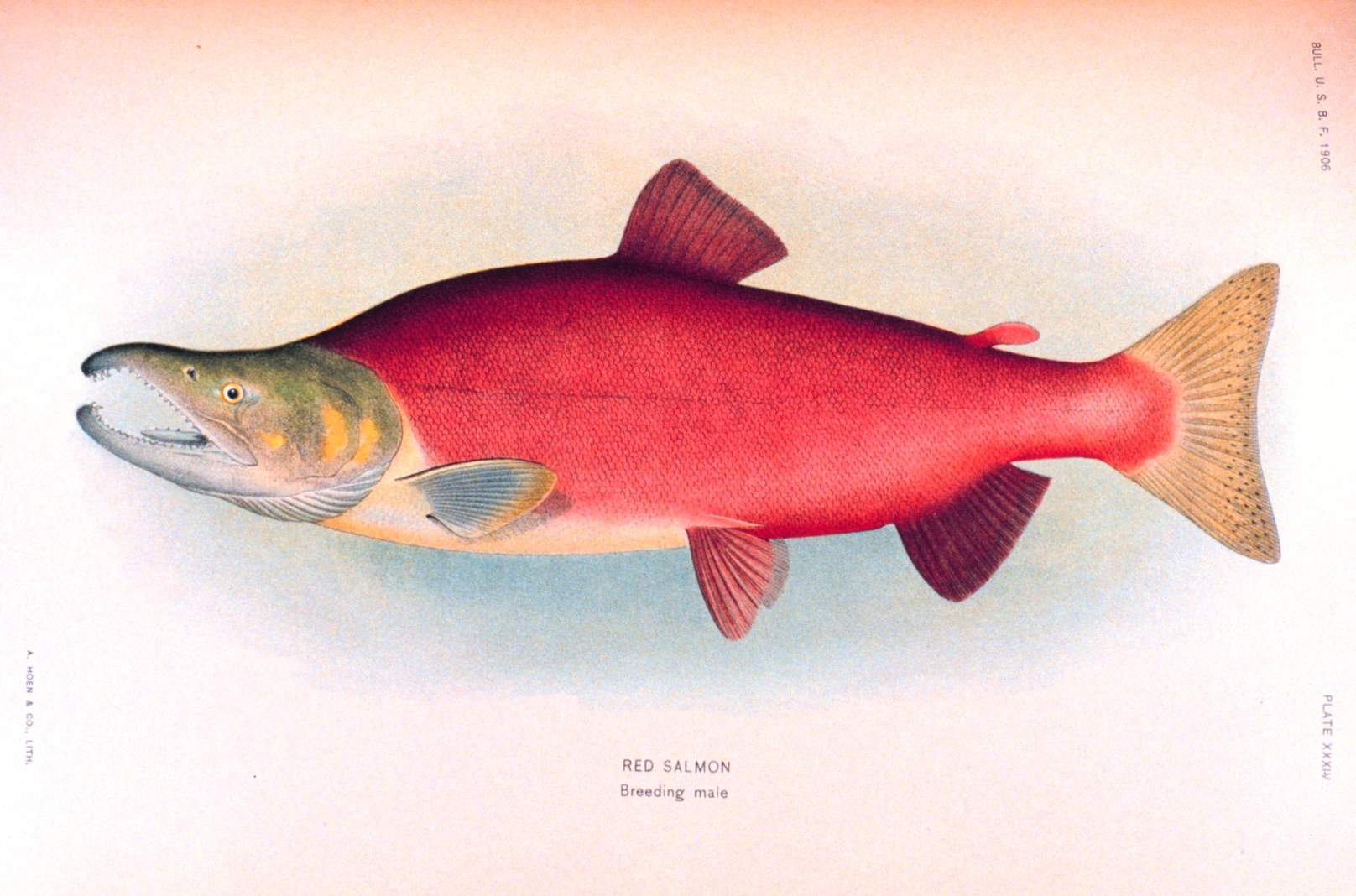 Red Salmon Breeding Male