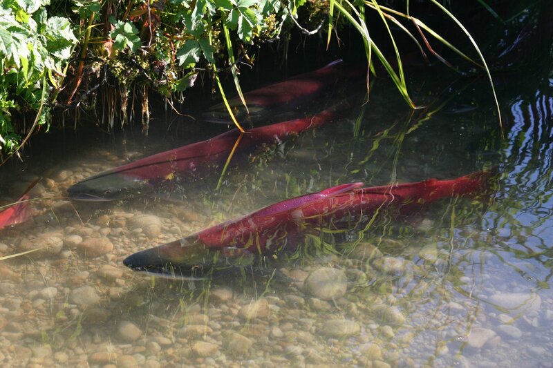 Red Salmon in Stream