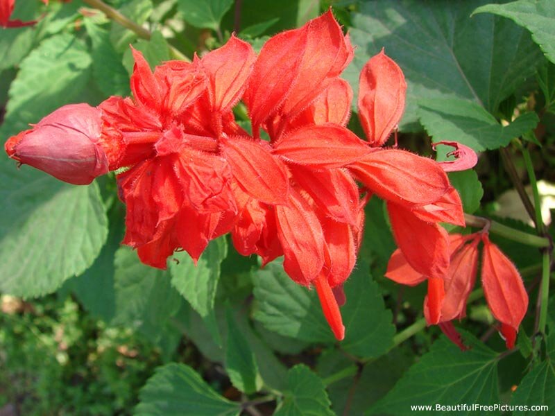 Red Salvia Flower