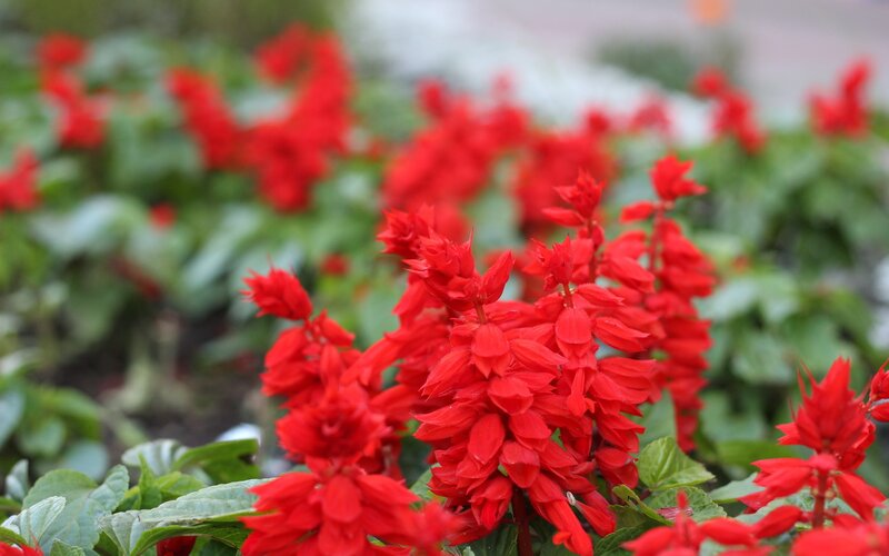 Red Salvia Flowers — Calm, Spring