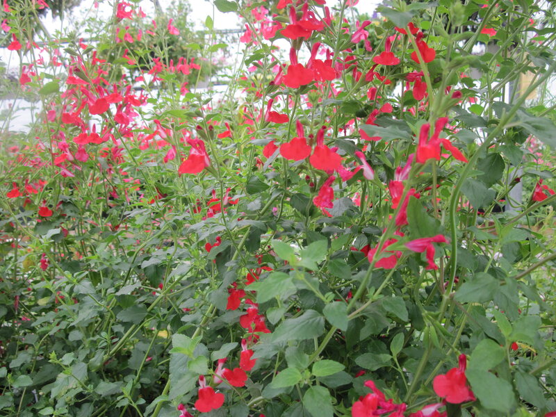 Red Salvia Flowers — Calm