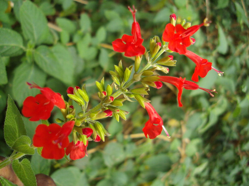 red salvia flowers in bloom