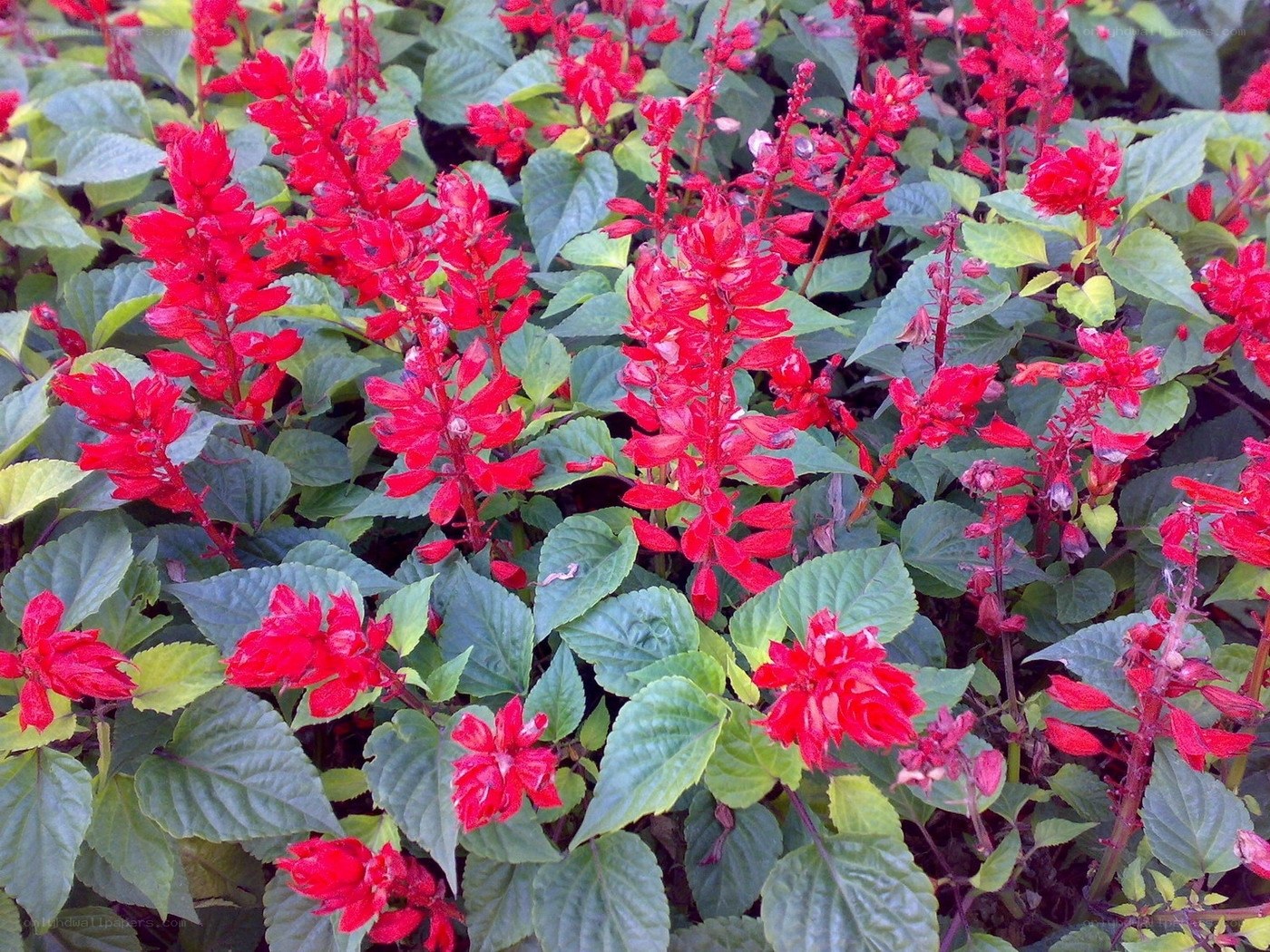 Red salvia flowers in bloom
