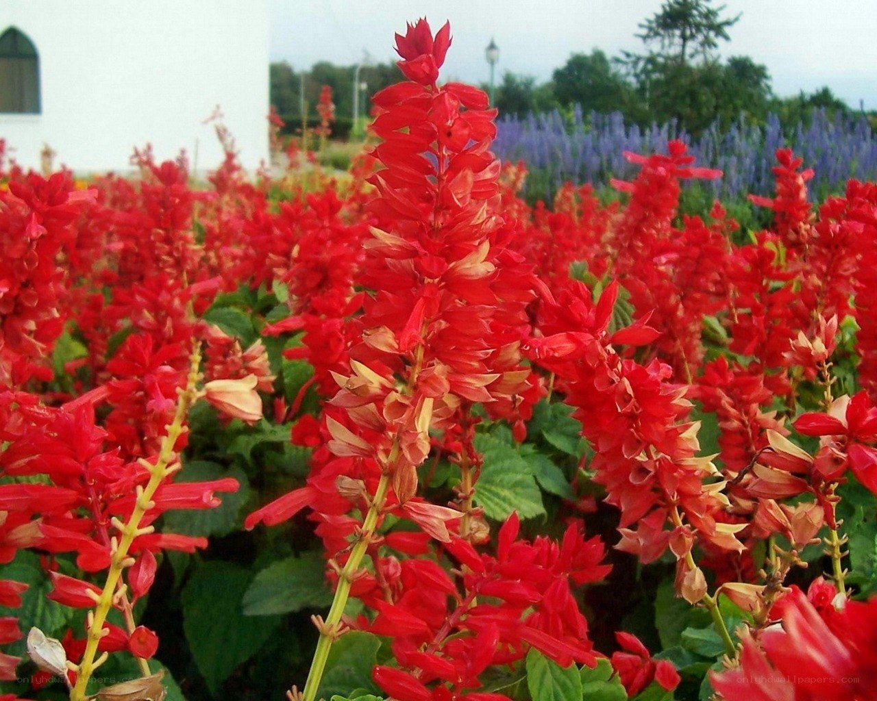 Red salvia flowers in garden