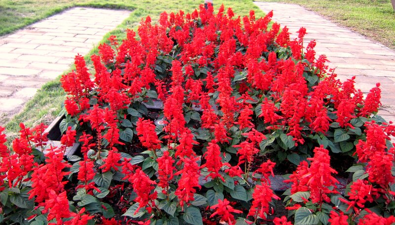 Red Salvia Flowers