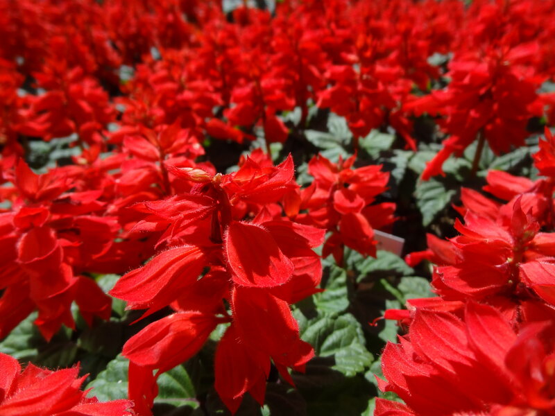 Red Salvia Flowers — Vibrant, Afternoon