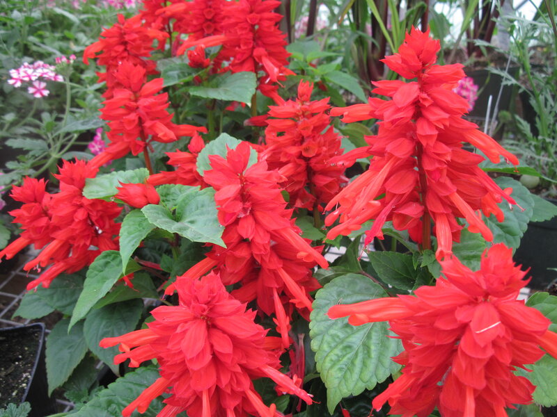 Red Salvia Flowers — Vibrant, Photograph