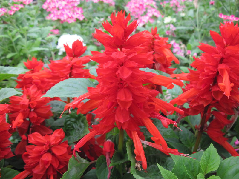 Red Salvia Flowers — Vibrant, Summer, Photograph